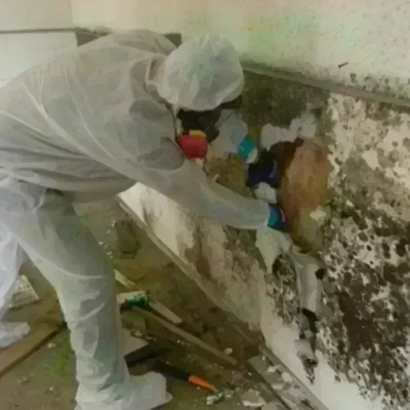 Mold Remediation and Removal in New Cumberland, WV